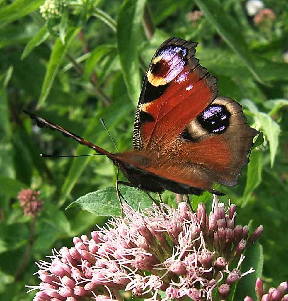 Aglais io Aglais io